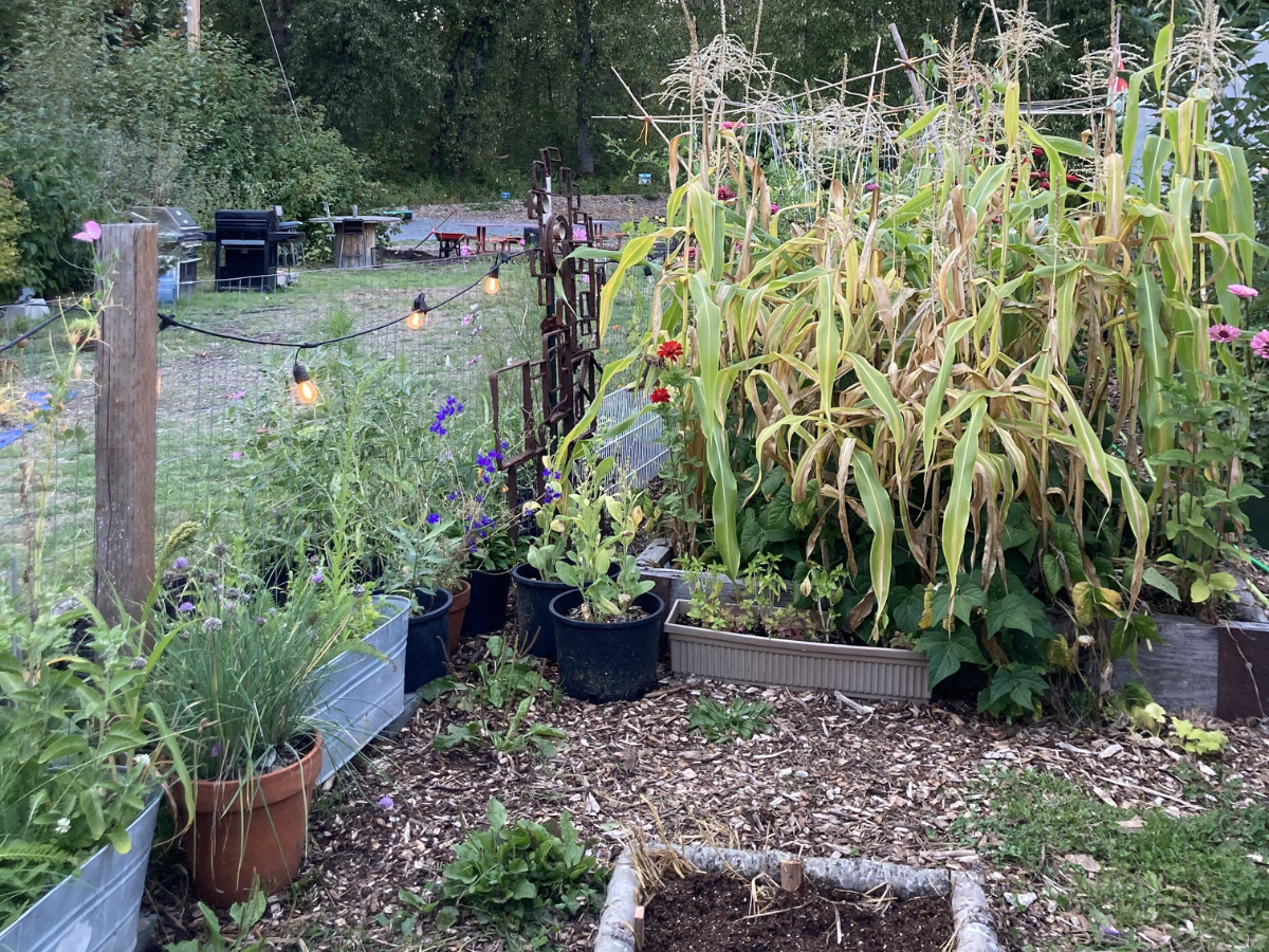 Corn growing in a small garden with planters at the Heron's Nest 