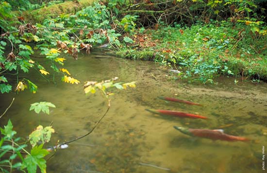 Spawning sockeye salmon