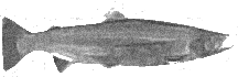 Steelhead trout - Oncorhynchus mykiss