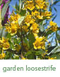 garden loosestrife