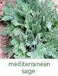 Mediterranean sage