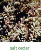 saltcedar