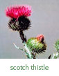 Scotch thistle