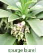 Spurge Laurel (Daphne laureola)