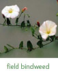 field bindweed