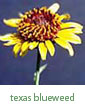 Texas blueweed