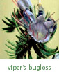 viper's bugloss