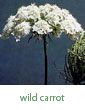 wild carrot
