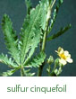 sulfur cinquefoil