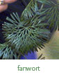 fanwort