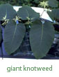 giant knotweed