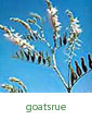 goatsrue