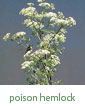 poison hemlock