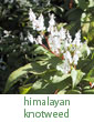Himalayan knotweed