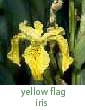 yellow flag iris