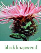 black knapweed