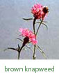 brown knapweed