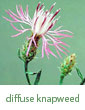 diffuse knapweed