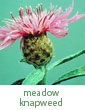meadow knapweed