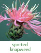 spotted knapweed