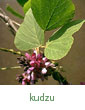 kudzu