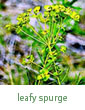 leafy spurge