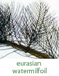 Eurasian watermilfoil