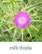 milk thistle