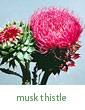 musk thistle