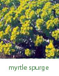 myrtle spurge