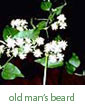 old man's beard