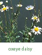 oxeye daisy
