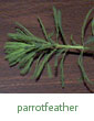 parrotfeather