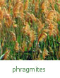 phragmites