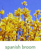 Spanish broom