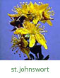 common St. Johnswort
