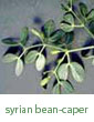 Syrian bean-caper