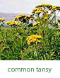 common tansy
