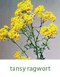 tansy ragwort