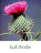 bull thistle