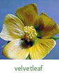 velvetleaf