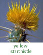yellow starthistle