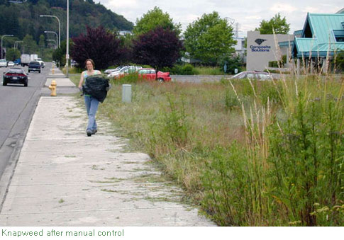 knapweed control after