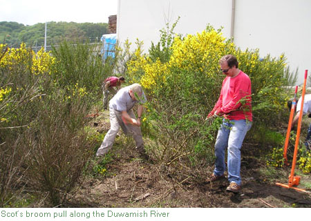 Scot's broom pull