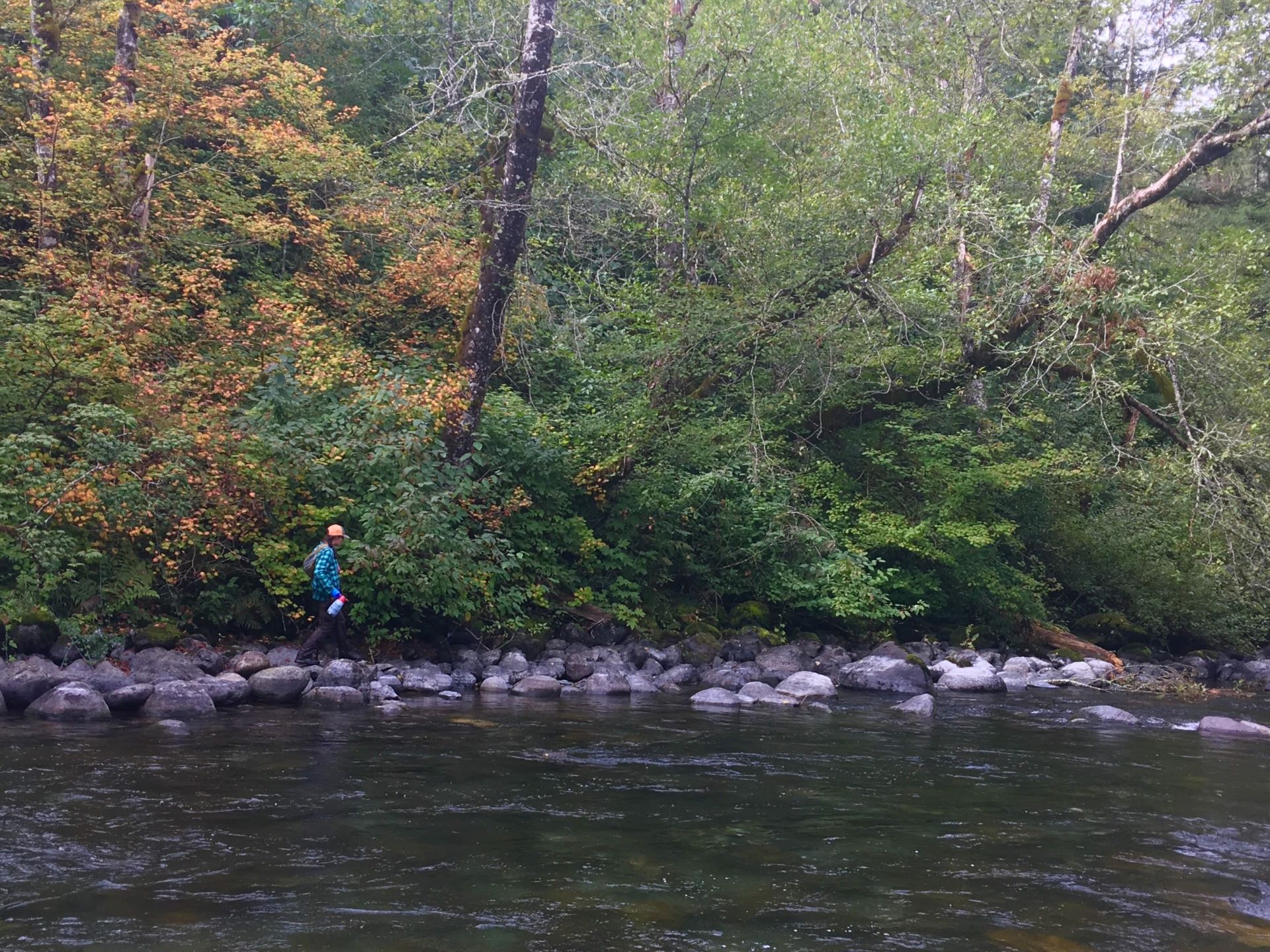 Cedar_fallontheriver_2018-resize