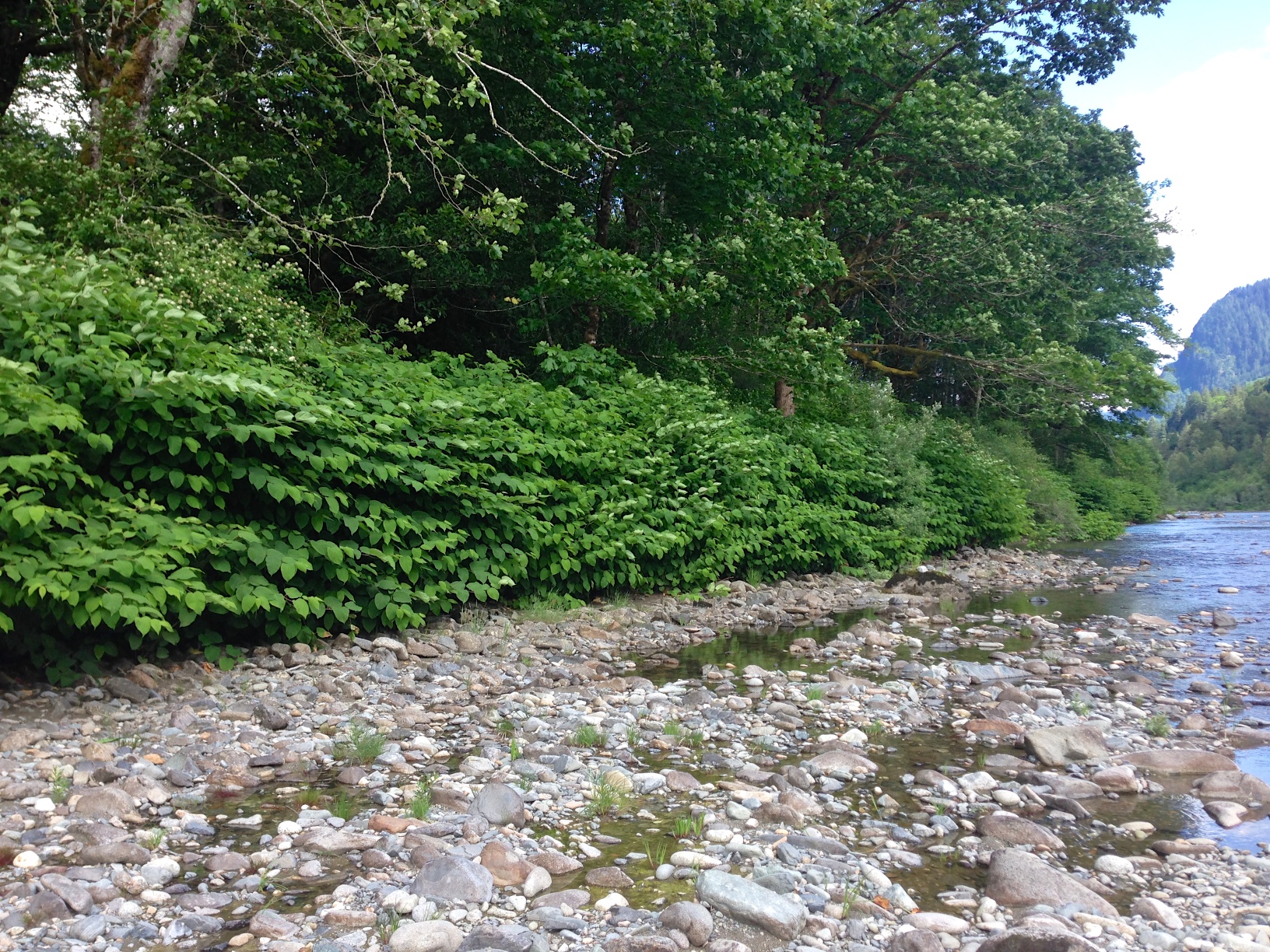 knotweed-lining-bank-2015_Haley_IMG_1578-resize