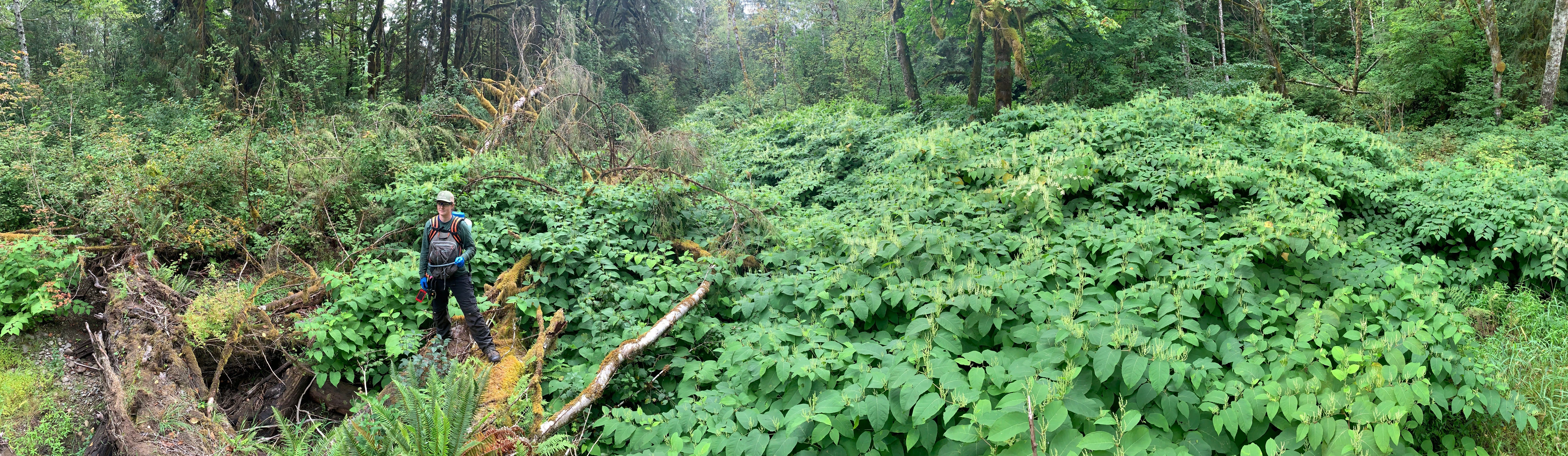 knotweed-pretreatment-panorama-Skykomish-2019-Glise-resize