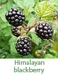 himalayan blackberry
