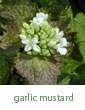 garlic mustard