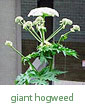 giant hogweed
